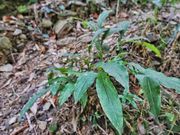 ܂̂܂̈ɔؓV_̌Q̓eʐ^2