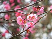 �j�R����񂳂�̏��c���隬�����̔~�̓��e�ʐ^1