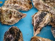 񂿂񂳂̋G߁EԌ̃X|bg`~`̓eʐ^1