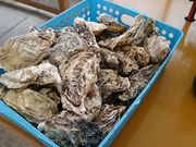 񂿂񂳂̐Lhہ@JL̍X؂̓eʐ^1