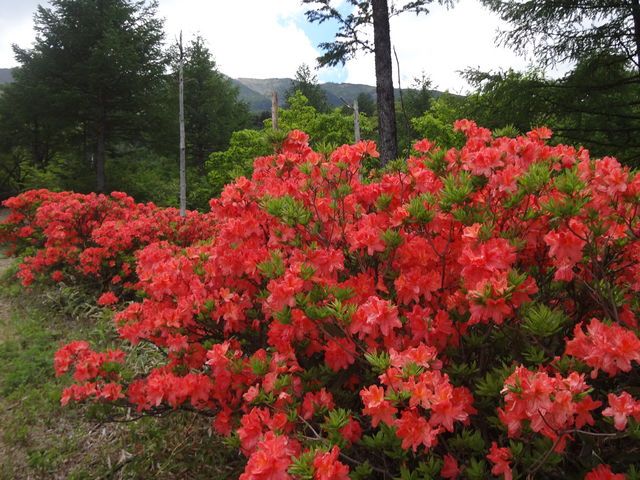 VNiQJ̎́AQccW_ԍVNiQ