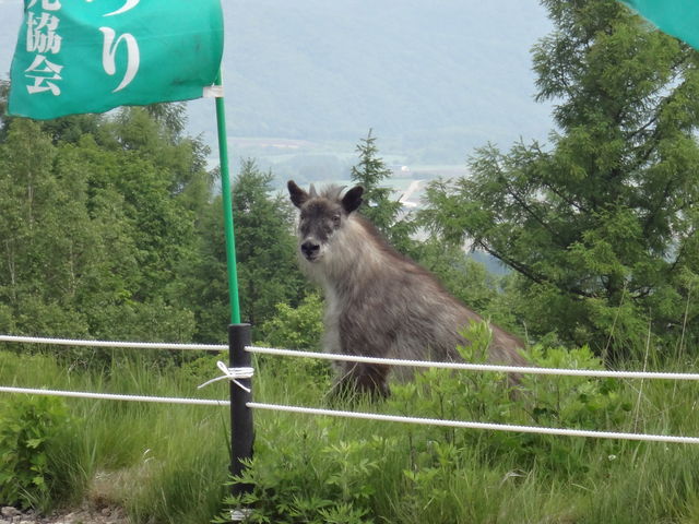 ԏɒqiVRLO@{JVJj_ԍVNiQ