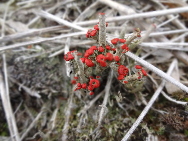 }[̐Ov킹郂[_ԍVNiQ