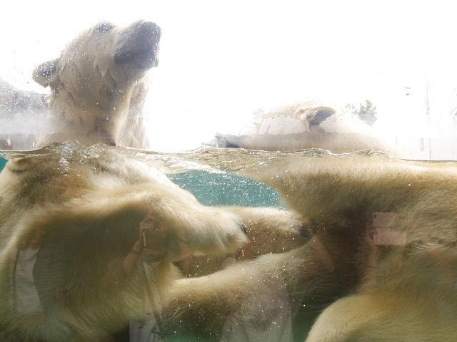 ����ꂠ���V���N�}_�~�R������