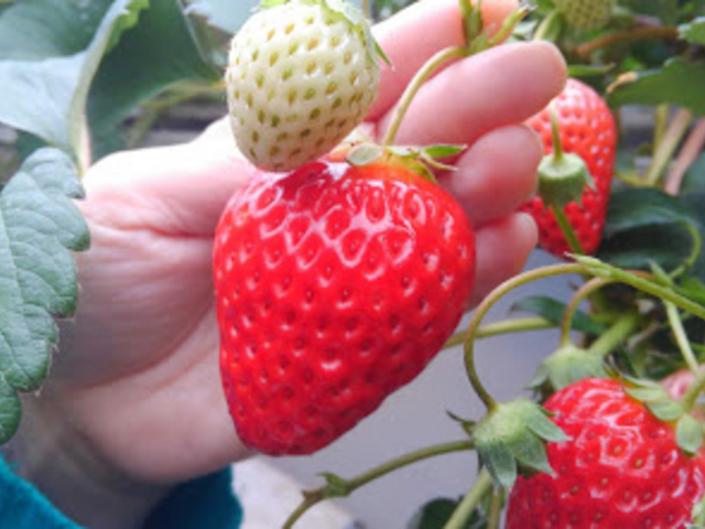 �傫���ĊÂ��C�`�S_�H�c�_��