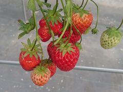 ܂񂳂̓cό_ւ̓eʐ^1