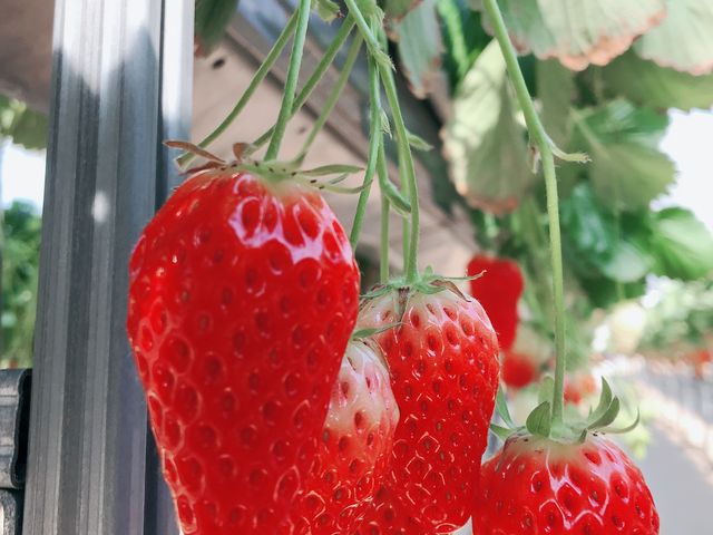 �͕P_�݂̂�_��