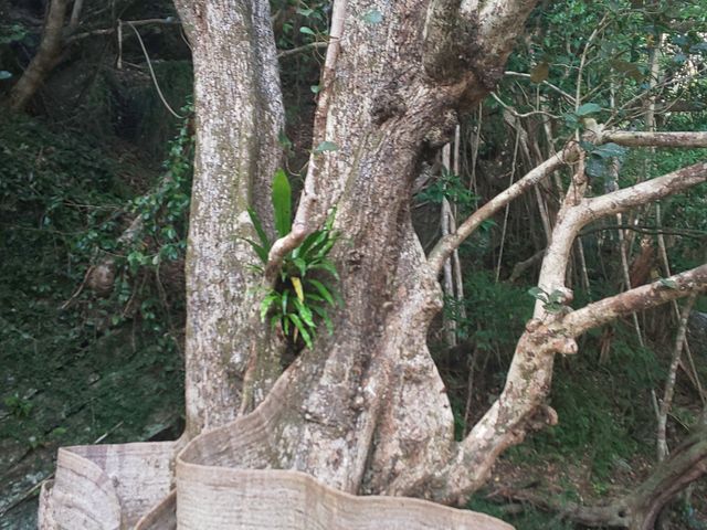 ʐ^Ɣ͂܂B_c̃TLV}XIE̖