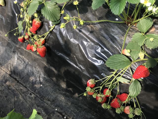 �傫�Ȃ���������A�H�ׂ₷�������܂ő召�l�X�Ȃ��������A�^���ԂɐF�Â��Ă��܂����I_�S��������