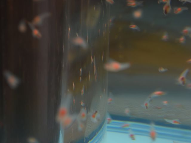 �N���I�l_�k�C���I�z�[�c�N���X�Ȋw�Z���^�[�uGIZA�v