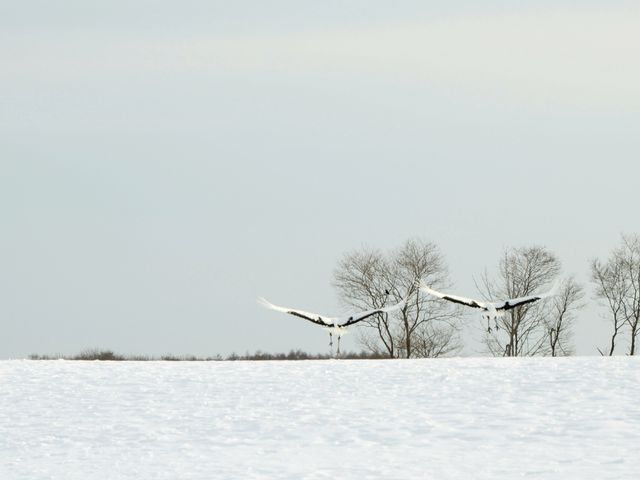 the crane were preparing to fly._�O���ߎ��R����