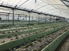 �S���������̎ʐ^1