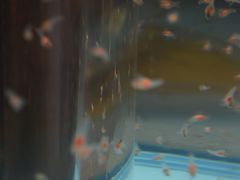 kCIz[cNXȊwZ^[uGIZAv̎ʐ^1