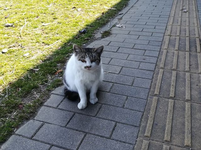 �ŔL�@�L�W��_�O�t�̗� �c��������