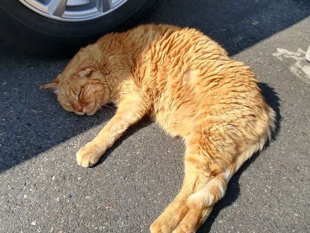 �ŔL�@���g��
_�O�t�̗� �c��������