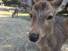 鹿は可愛いが海外の観光客が多い 奈良公園の口コミ じゃらんnet