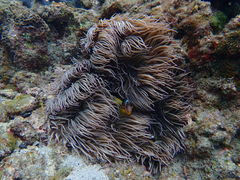 ������������̉��v�����R�ē��ւ̓��e�ʐ^1