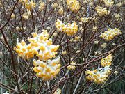 ԗLo̖q̗ ~c}^̐X̓eʐ^2