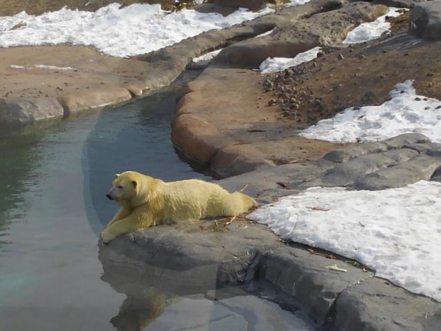 �т����F�ɋP���Ă��܂���_�~�R������