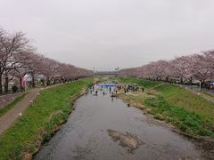 開催初日 生憎の天気 第13回黒目川花まつりの口コミ じゃらんnet