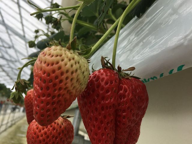 macca�ȃC�`�S�����_���������@�܂���