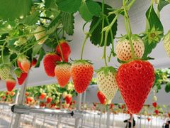 [ɂ񂳂brown crewւ̓eʐ^1