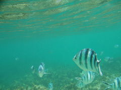 ݂΂񂳂̈Ɍvr[`ւ̓eʐ^1