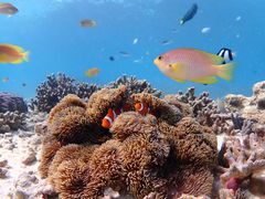 񂱓j̃I[VX^Cւ̓eʐ^1