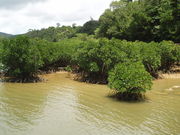 ݂΂񂳂̌cp̃qMт̓eʐ^1