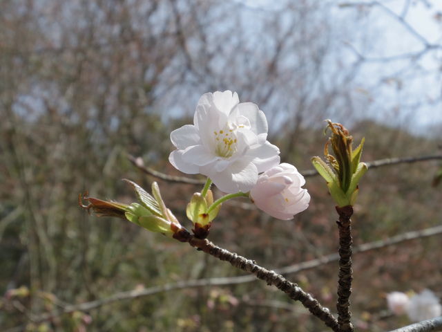 �炫���Ă̍������B8�`20���̉ԕق�����܂��B_�i�q���m�R���p����