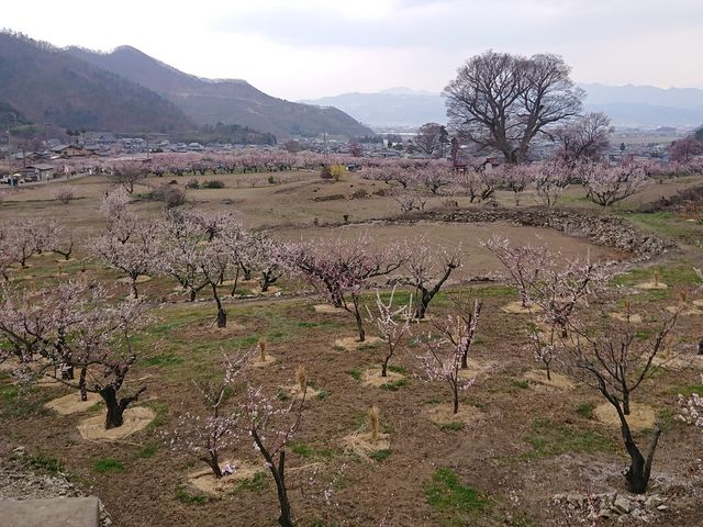 W] No.1 de JH0PCO_񂸂̗