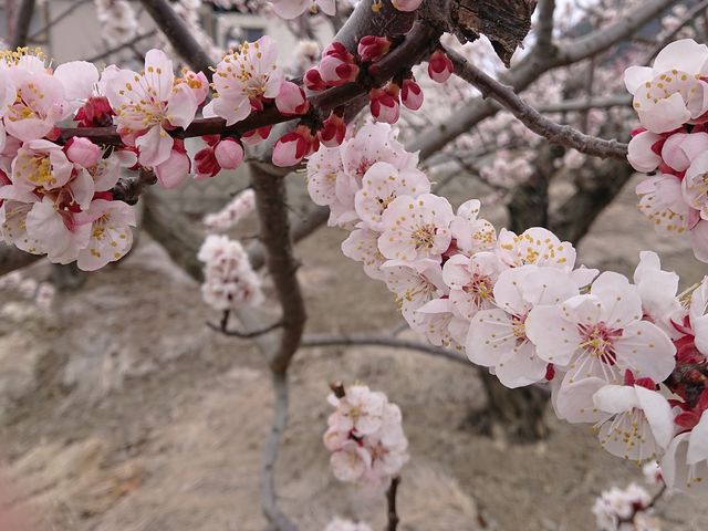 ̎} No.3 de JH0PCO_񂸂̗