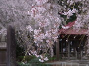 �݁B����̖��鎛�̎}�����̓��e�ʐ^1