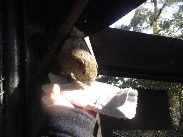 ���X�ɂ������_���؎R���X��