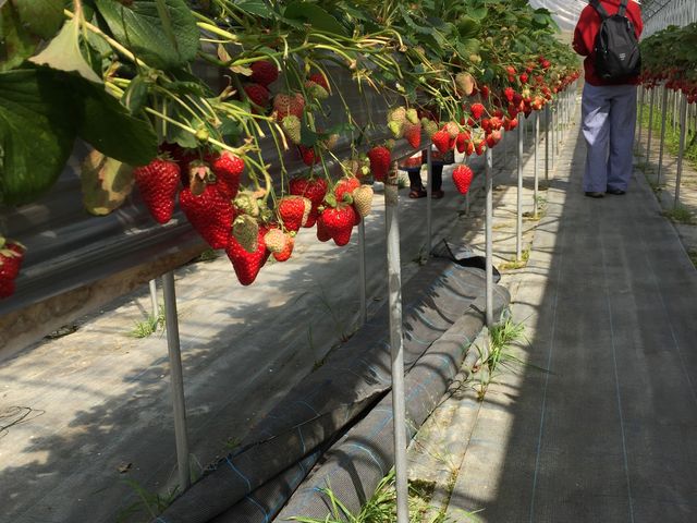 �Ƃ����Ƃ�_�t���[�c�K�[�f���䂤