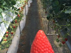 �䂢����̂������_����悷���t�@�[���ւ̓��e�ʐ^1