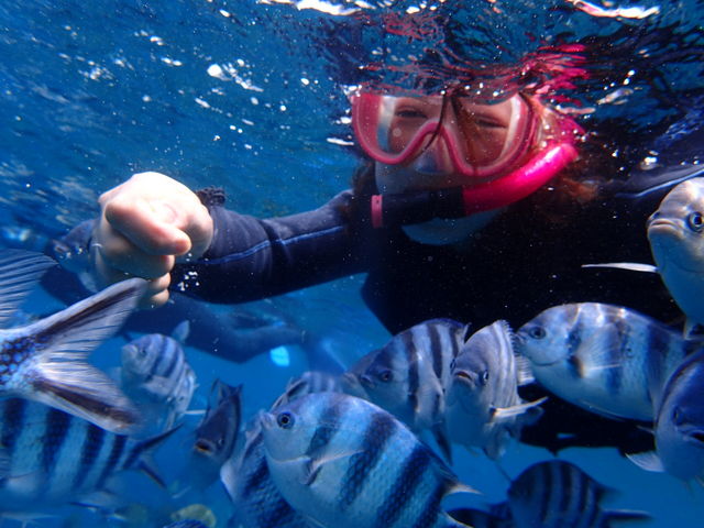 �^�N�~����ō�_�_�C�r���O�V���b�v�@SeaFree