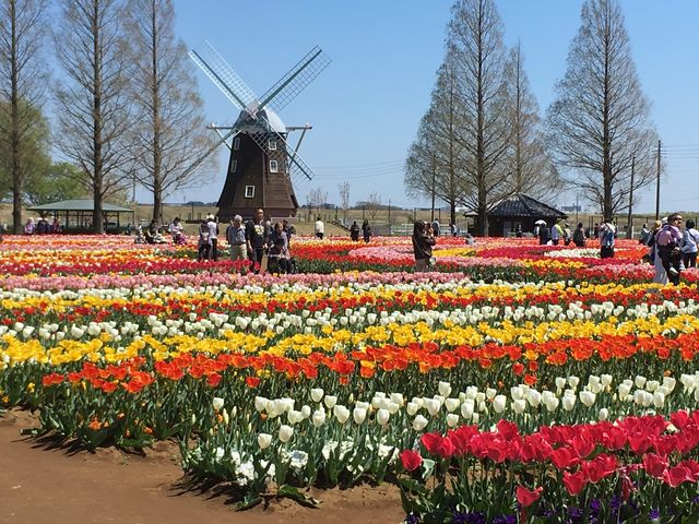 �����ڂ̎R�_�ƌ����̃`���[���b�v�ƕ���_�����ڂ̎R�_�ƌ���