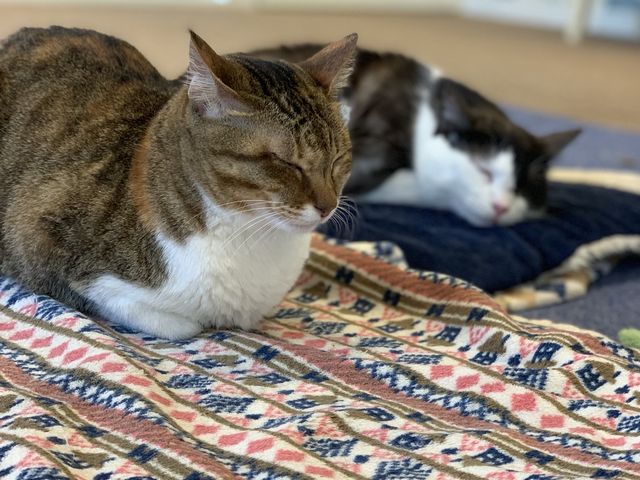 �˂ނ�_�L���b�g�����h�@�L�J�t�F���A�i