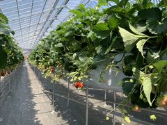 joumonfarmi傤ӂ[ށj̎ʐ^1