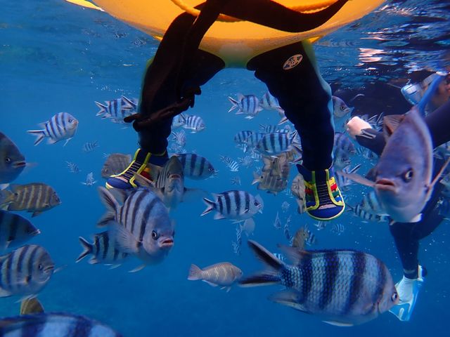 ���̎ʐ^��1�Ԃ̂��C�ɓ���ł��I�I_�V���m�[�P�����{�@�I�L�i��