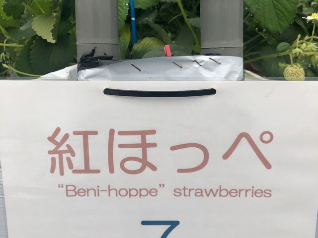 �g�ق��؁I_�T�j�[�_��