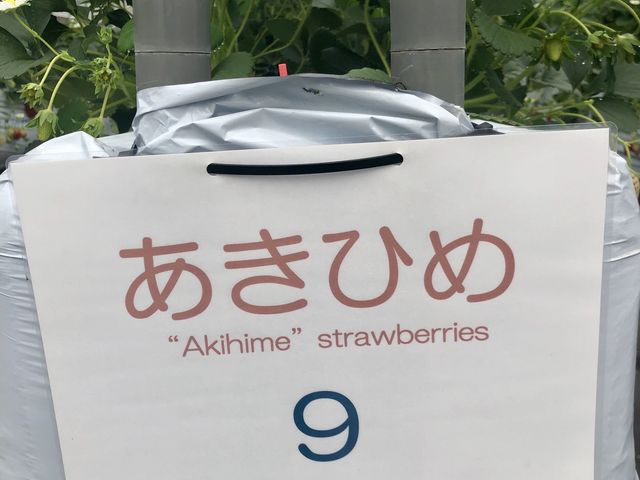 �͕P�I_�T�j�[�_��