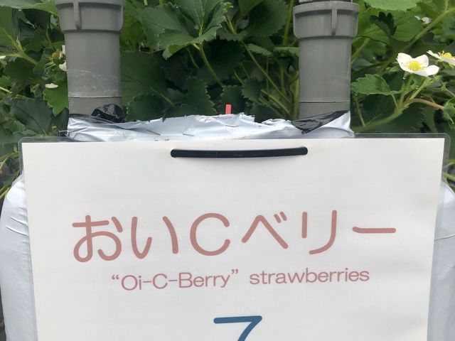 ����C�x���[�I_�T�j�[�_��