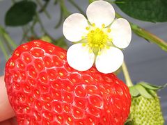 炳strawberry farm BUNKAENւ̓eʐ^1