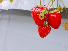 ���Ȃ�����̓c��ڂ̒��̂��������ւ̓��e�ʐ^1