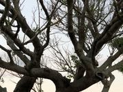 ݂̃jZRHANAZONO][g̓eʐ^1