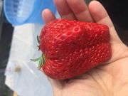 ͂邩̃t[cK[f䂤̓eʐ^1