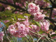 �Ԃ���񂳂�̃G�{�V�{�^���U�N���̓��e�ʐ^1