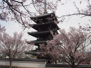 ܂񂳂̍юi_ސ쌧sj̓eʐ^1